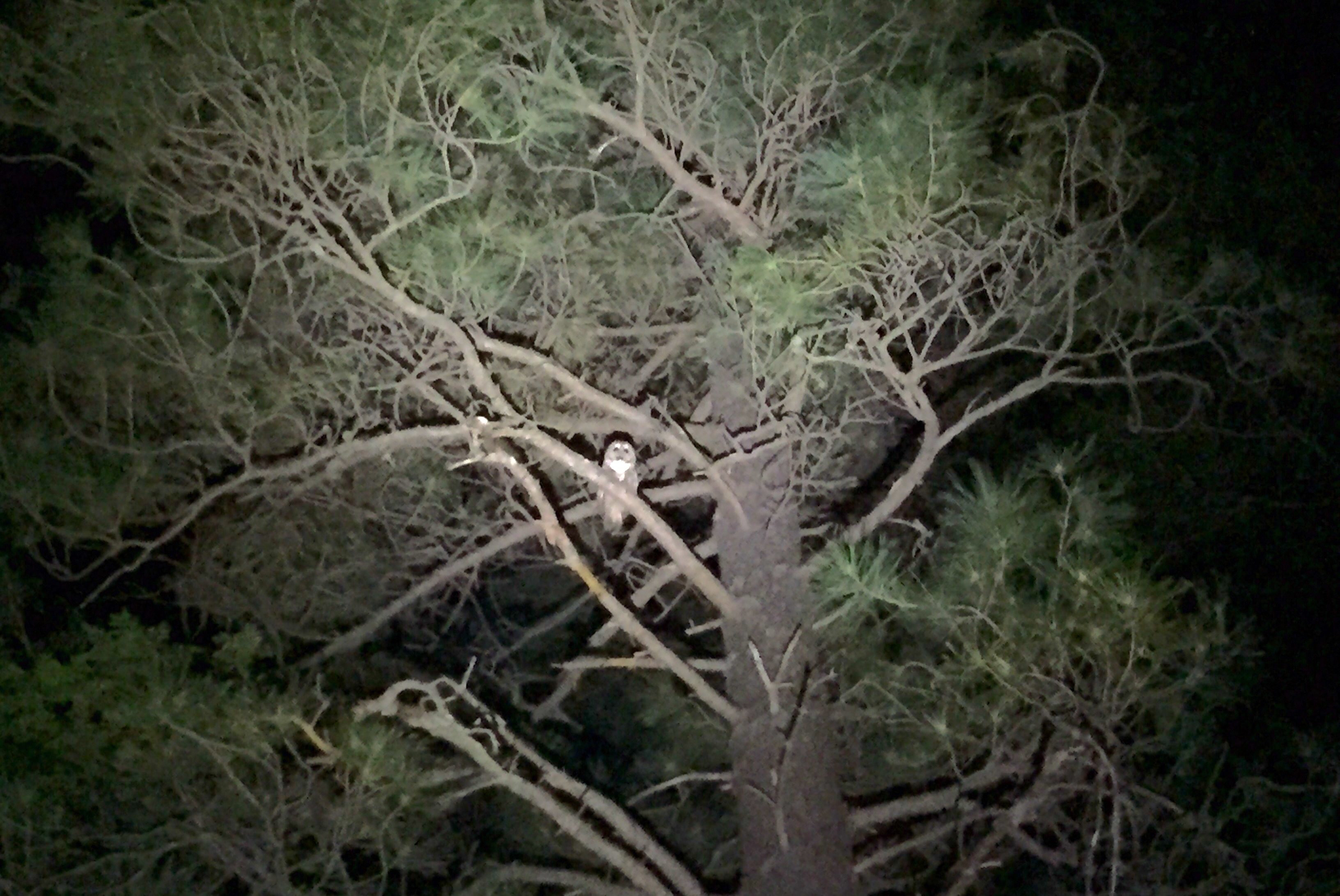 cropped-Mexican-spotted-owl-2.jpg