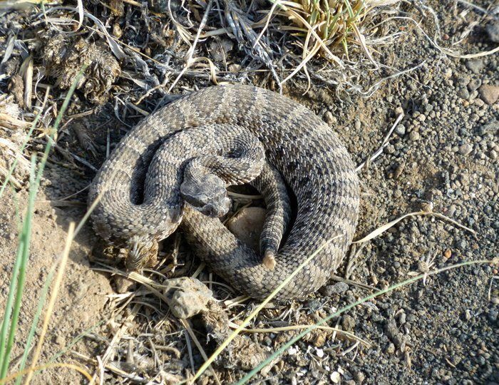 cropped-Rattlesnake-1-1.jpg